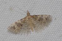 Alucita hexadactyla