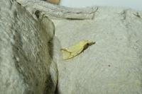 Agapeta hamana