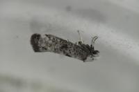 Paraswammerdamia albicapitella