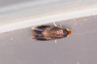 Stigmella regiella