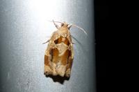 Archips crataegana