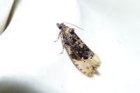 Hedya ochroleucana