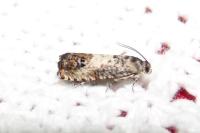Pammene fasciana