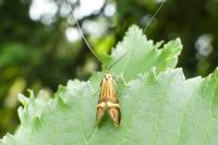 Nemophora degeerella