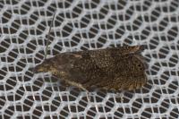Dichrorampha aeratana