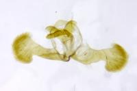 Dichrorampha aeratana