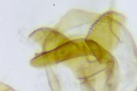 Dichrorampha aeratana