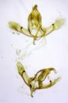 Cnephasia cupressivorana