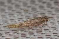 Coccidiphila gerasimovi