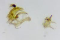 Coccidiphila gerasimovi