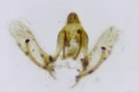 Cnephasia cupressivorana