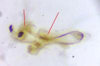 Heliozela sericiella