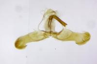 Dichrorampha acuminatana