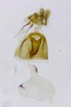 Dichrorampha acuminatana