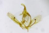 Cnephasia cupressivorana
