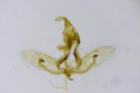 Cnephasia cupressivorana