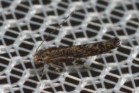 Coccidiphila gerasimovi