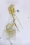 Coccidiphila gerasimovi