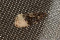 Hedya ochroleucana