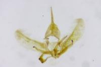 Cnephasia incertana