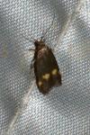 Borkhausenia minutella