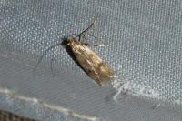 Borkhausenia nefrax