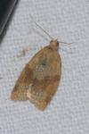 Clepsis consimilana