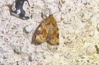 Archips xylosteana