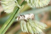 Epinotia thapsiana