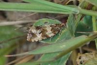 Celypha cespitana