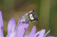 Grapholita compositella