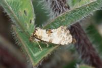 Neocochylis molliculana