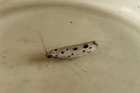 Ethmia dodecea
