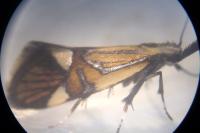 Alabonia geoffrella