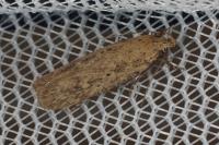 Platyedra subcinerea