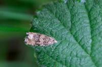 Celypha lacunana
