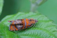 Olethreutes arcuella