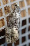 Cochylis nana
