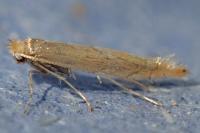 Phyllonorycter messaniella