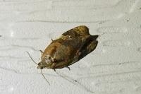 Ditula angustiorana
