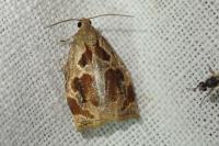 Archips crataegana