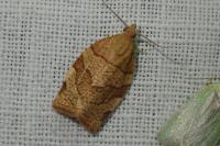 Pandemis cerasana