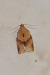 Clepsis consimilana