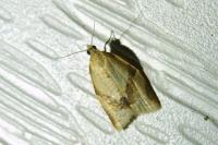 Clepsis consimilana