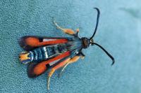 Pyropteron chrysidiforme