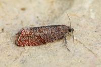 Stictea mygindiana