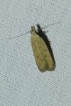 Nothris verbascella