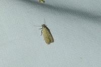 Nothris verbascella