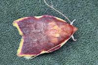 Carcina quercana