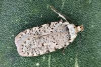 Agonopterix thapsiella